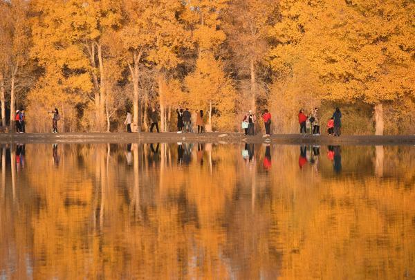胡杨林在什么地方?哪个省，胡杨林在什么地方额济纳在哪个省_阿拉善胡杨林在什么地方（甘肃金塔：金秋胡杨美如画）