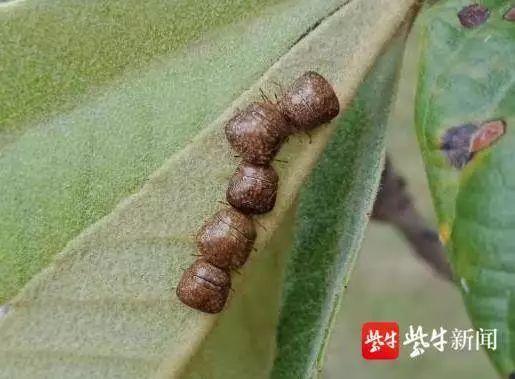 臭虫长什么样，臭虫长什么样子（小区业主窗都不敢开）
