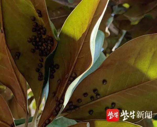臭虫长什么样，臭虫长什么样子（小区业主窗都不敢开）