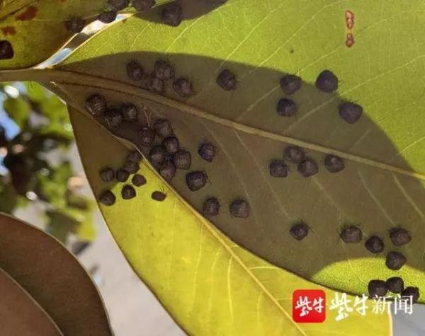 臭虫长什么样，臭虫长什么样子（小区业主窗都不敢开）