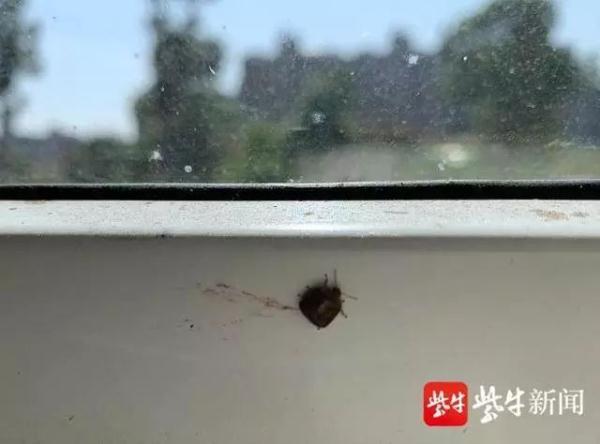臭虫长什么样，臭虫长什么样子（小区业主窗都不敢开）