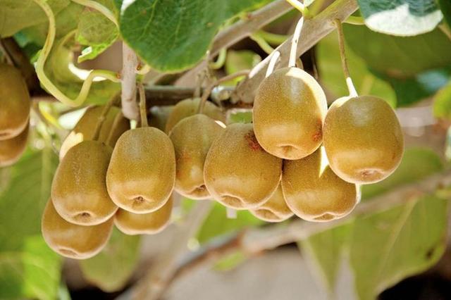 软枣猕猴桃和葛枣猕猴桃的区别,软枣猕猴桃和普通猕猴桃的营养价值