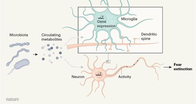 pda医学上是什么意思，pda是什么（癌症、微生物药物、脑肠轴、皮肤-肠道轴、共生病毒、阴道微生物、菌群免疫互作、肠道黏液、粪菌移植）