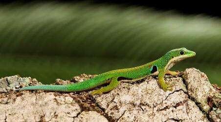 壁虎咬人吗，为何老人常说壁虎咬了无药可治（壁虎咬人吗?如果出现它在家里如何快速安全的赶走）