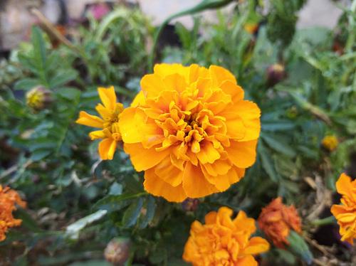 redmi是什么手机，redmi手机的介绍（一款备用机的自我修养）