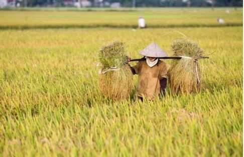 大米长虫子有什么方法可以处理，大米生虫的处理方法（米放久了会有虫子）