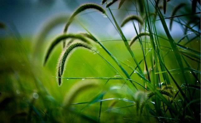 狗尾巴草象征什么，狗尾巴草的特征是什么（为何被人形容为“暗恋”）