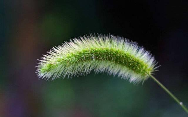 狗尾巴草象征什么，狗尾巴草的特征是什么（为何被人形容为“暗恋”）