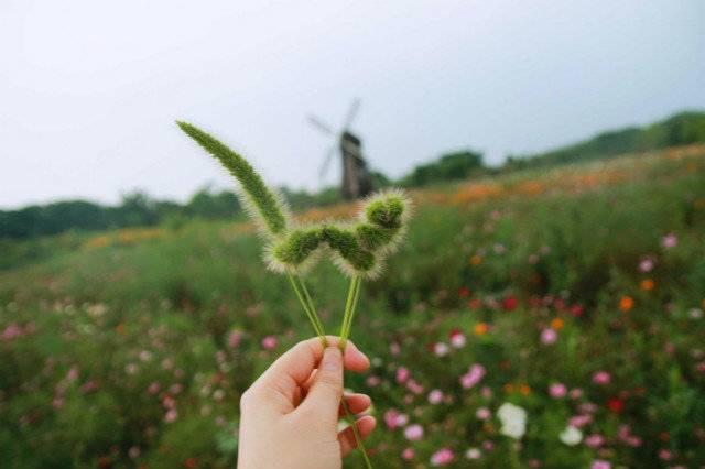 狗尾巴草象征什么，狗尾巴草的特征是什么（为何被人形容为“暗恋”）