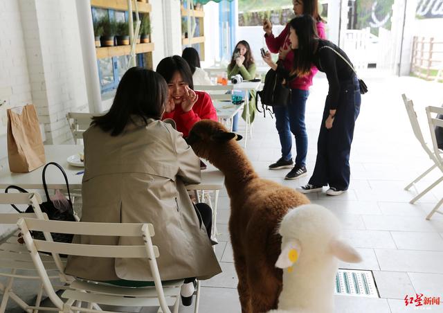 吸猫为什么是犯法的，非法吸猫是什么意思（成都“异宠”调查）