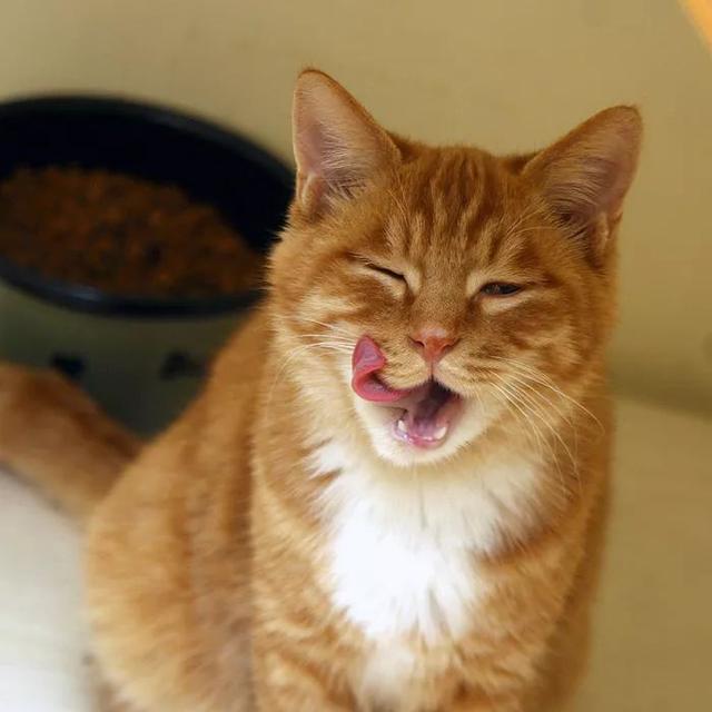 猫咪打第一针疫苗要准备什么，关于猫咪打疫苗的那些事儿