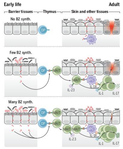 pda医学上是什么意思，pda是什么（癌症、微生物药物、脑肠轴、皮肤-肠道轴、共生病毒、阴道微生物、菌群免疫互作、肠道黏液、粪菌移植）