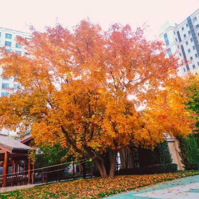 泰康之家养老社区，泰康养老社区有哪几家（日照泰康之家养老社区）