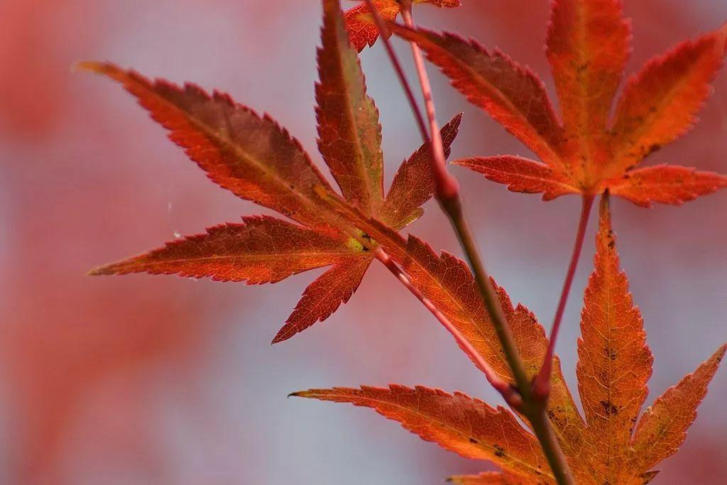 不妨去找点"枫树"的叶子,试试日本爹妈的做法?找