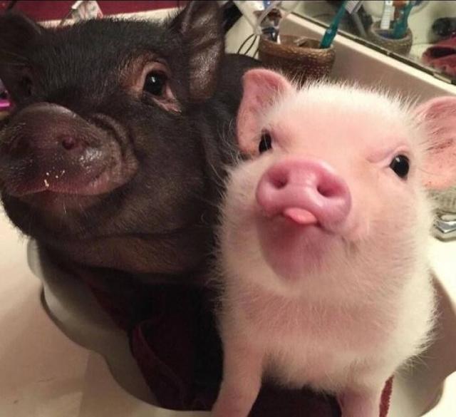 阴曹地府代表什么生肖，阴曹地府打一最佳生肖（属猪的朋友们注意了）