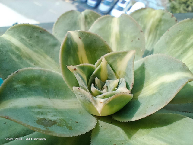 vivoV5s参数好不好，vivoy5s配置参数表（更适合年轻人的千元良品）