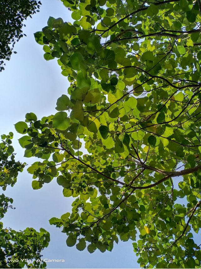 vivoV5s参数好不好，vivoy5s配置参数表（更适合年轻人的千元良品）