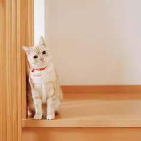 世界上最小的猫，世界上最小的猫科动物是什么猫（世界上体型最小的几种猫）