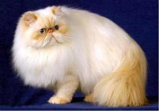 世界上最小的猫，世界上最小的猫科动物是什么猫（世界上体型最小的几种猫）