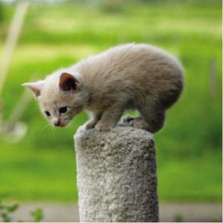 世界上最小的猫，世界上最小的猫科动物是什么猫（世界上体型最小的几种猫）