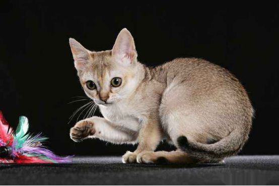 世界上最小的猫，世界上最小的猫科动物是什么猫（世界上体型最小的几种猫）
