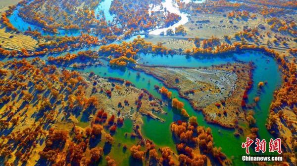 胡杨林在什么地方，哪些地方有胡杨林（新疆塔里木河终点两岸“醉美”胡杨风姿）