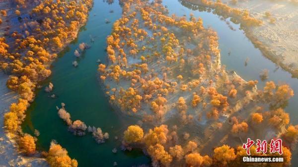 胡杨林在什么地方，哪些地方有胡杨林（新疆塔里木河终点两岸“醉美”胡杨风姿）