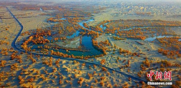 胡杨林在什么地方，哪些地方有胡杨林（新疆塔里木河终点两岸“醉美”胡杨风姿）