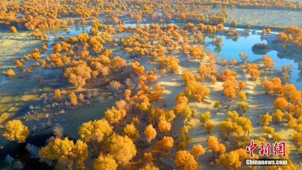 胡杨林在什么地方，哪些地方有胡杨林（新疆塔里木河终点两岸“醉美”胡杨风姿）