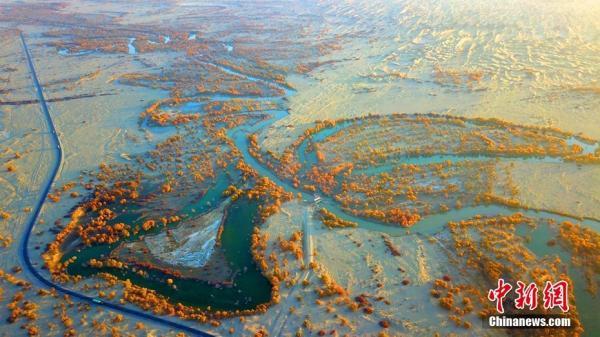 胡杨林在什么地方，哪些地方有胡杨林（新疆塔里木河终点两岸“醉美”胡杨风姿）