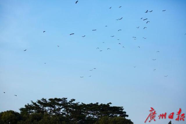 夜鹭是几级保护动物，夜鹭是几级保护动物图片（国家二级保护动物夜鹭竟“落户”这个小区）