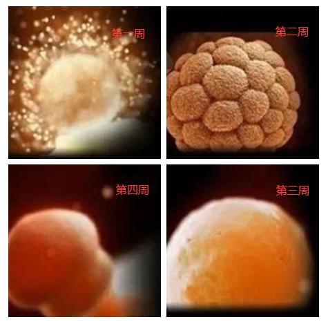 胚胎发育全过程，胎儿发育的整个过程（1-40周胎宝宝详细发育过程）