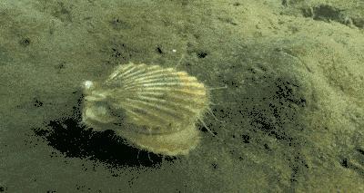 扇贝是什么意思，女生的扇贝是什么意思（獐子岛的扇贝是我见过最有纪律性的动物）