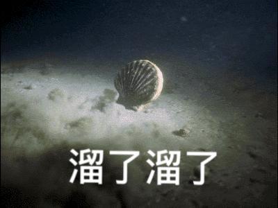 扇贝是什么意思，女生的扇贝是什么意思（獐子岛的扇贝是我见过最有纪律性的动物）