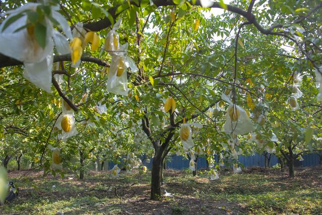 杨桃什么季节成熟，什么时候杨桃成熟（200亩杨桃采摘正当时）