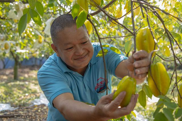 杨桃什么季节成熟，什么时候杨桃成熟（200亩杨桃采摘正当时）