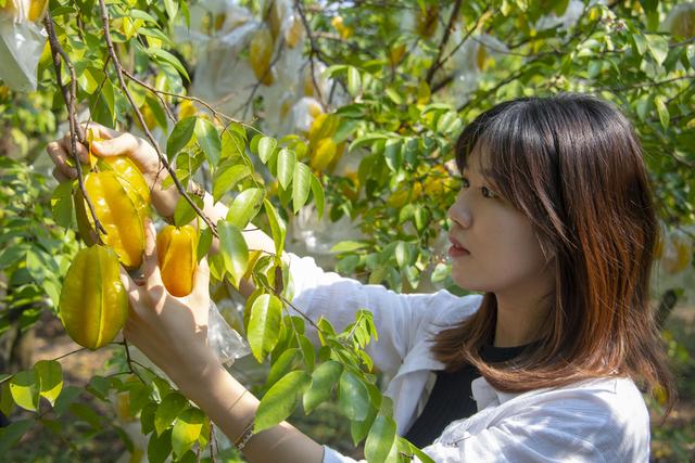 杨桃什么季节成熟，什么时候杨桃成熟（200亩杨桃采摘正当时）
