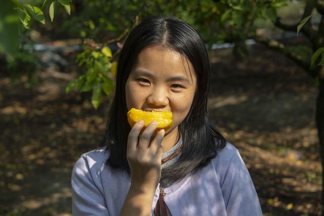 杨桃什么季节成熟，什么时候杨桃成熟（200亩杨桃采摘正当时）