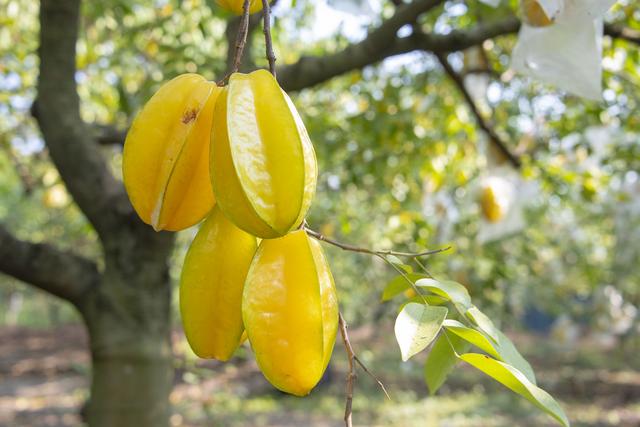 杨桃什么季节成熟，什么时候杨桃成熟（200亩杨桃采摘正当时）