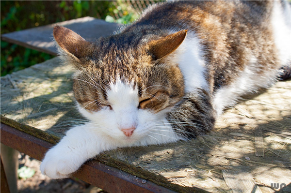 简单生活心态的说说，简单生活心态的说说短语（简单生活心态的句子）