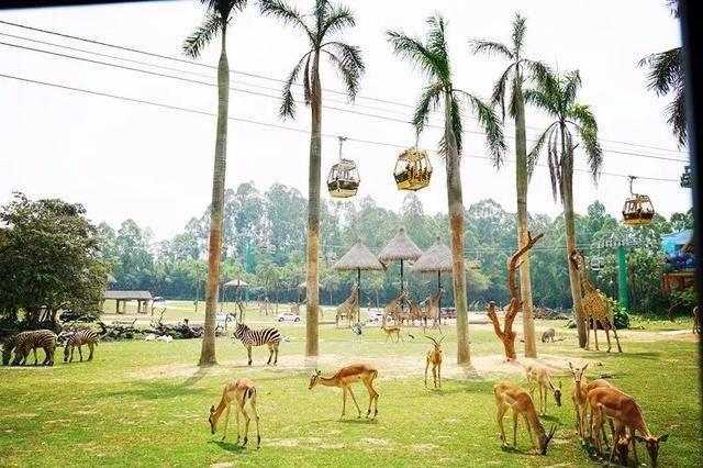 广州最大的动物园在哪里，广州最近的动物园在哪里（广州长隆动物世界+飞鸟乐园重点攻略）