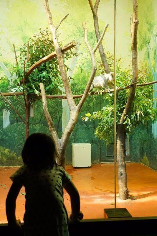 广州最大的动物园在哪里，广州最近的动物园在哪里（广州长隆动物世界+飞鸟乐园重点攻略）