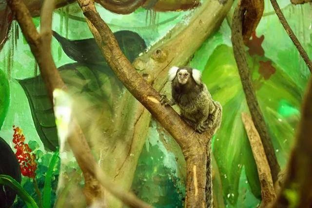 广州最大的动物园在哪里，广州最近的动物园在哪里（广州长隆动物世界+飞鸟乐园重点攻略）