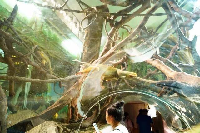 广州最大的动物园在哪里，广州最近的动物园在哪里（广州长隆动物世界+飞鸟乐园重点攻略）