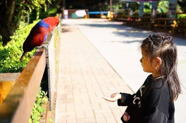 广州最大的动物园在哪里，广州最近的动物园在哪里（广州长隆动物世界+飞鸟乐园重点攻略）