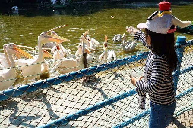 广州最大的动物园在哪里，广州最近的动物园在哪里（广州长隆动物世界+飞鸟乐园重点攻略）