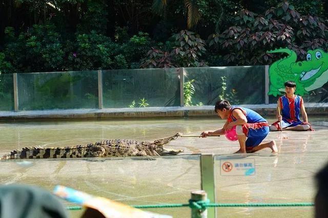 广州最大的动物园在哪里，广州最近的动物园在哪里（广州长隆动物世界+飞鸟乐园重点攻略）