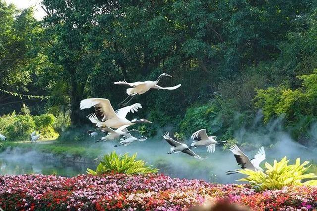 广州最大的动物园在哪里，广州最近的动物园在哪里（广州长隆动物世界+飞鸟乐园重点攻略）