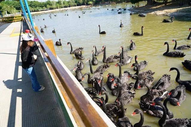 广州最大的动物园在哪里，广州最近的动物园在哪里（广州长隆动物世界+飞鸟乐园重点攻略）