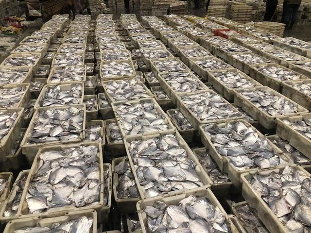 三门青蟹怎么保存，三门青蟹怎么保存温度（三门小海鲜越“冻”越鲜美）